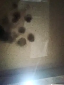 Leocesar37 online show from October 10, 3:18 am