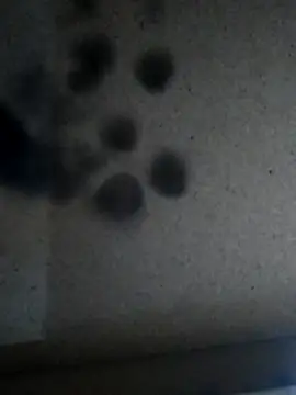 Leocesar37 online show from November 25, 5:46 pm