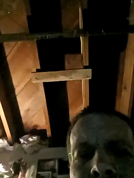 Whipit323 online show from February 22, 8:49 am