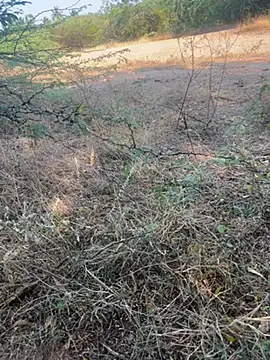 tamil000000 online show from March 9, 11:03 am