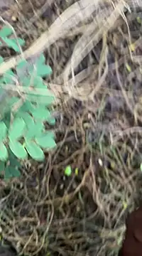 tamil000000 online show from March 18, 1:13 am