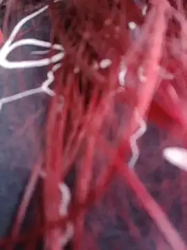 Gelena Black online show from October 11, 12:06 pm