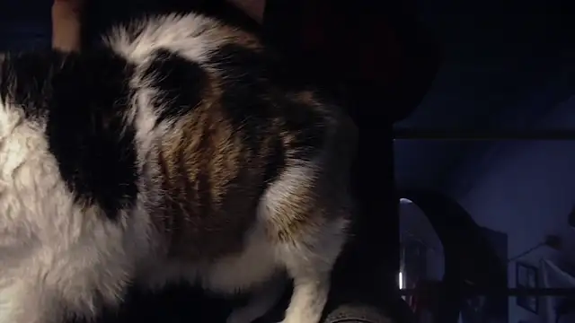 contemptumundi888 online show from January 18, 11:11 am