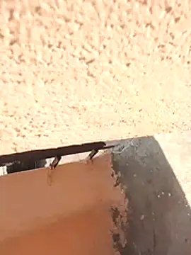 PracticalGum40 online show from February 12, 6:13 am