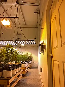 jr91esl online show from March 2, 5:20 pm