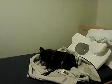 housewife shantie online show from November 15, 3:16 pm