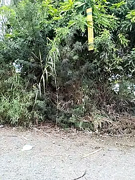 Danna-linyi online show from March 29, 2:08 pm