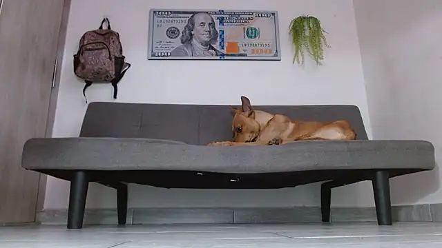 boss of cash online show from May 31, 6:09 pm