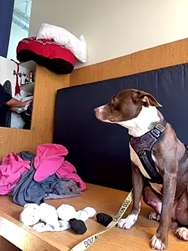 Dnasty408 online show from October 16, 10:40 pm