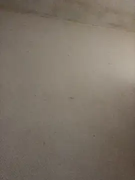 BELLAMORGANE1 online show from November 2, 9:25 am