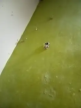 Snapshot of Piya_Ji chatting on March 21, 6:18 pm Piya Ji online show from March 21, 6:18 pm