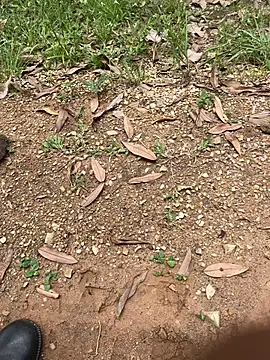 elflalope online show from October 1, 4:11 pm