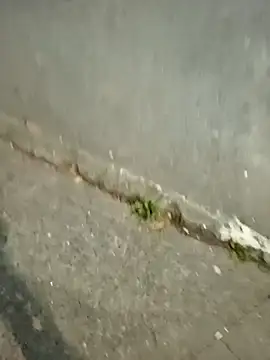 mmarvis za78 93 21cm online show from December 16, 11:31 pm