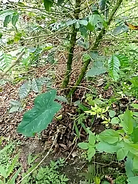 mmarvis za78 93 21cm online show from November 4, 6:11 pm