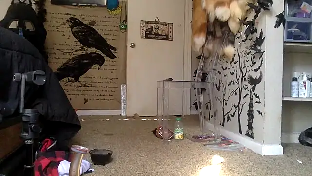 trashbrat online show from October 3, 9:27 pm