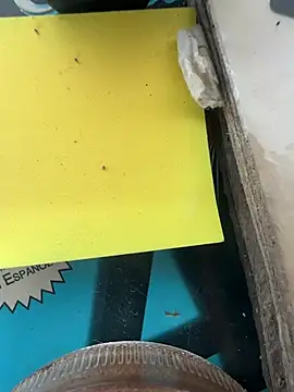 pegaso888888 online show from March 17, 8:56 pm