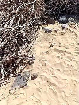 Snapshot of MountJohnXL chatting on February 20, 2:46 pm MountJohnXL online show from February 20, 2:46 pm