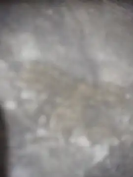 Feeroo11 online show from April 16, 4:41 pm