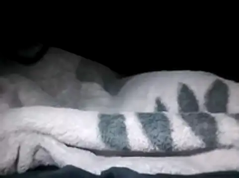 LaneYam online show from March 28, 12:33 am