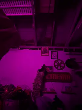 PhattPinxkTaco online show from February 20, 2:41 pm