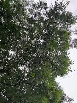 arevalo1124 online show from October 11, 9:38 pm