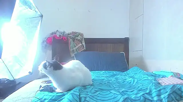 brigitho5 online show from October 21, 2:16 pm