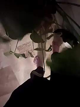 Dam70 online show from December 14, 7:52 pm