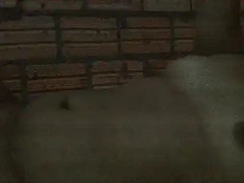 Snapshot of alicetrans97 chatting on February 5, 3:13 am alicetrans97 online show from February 5, 3:13 am