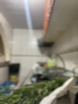 Carola-Ross online show from March 24, 5:46 pm