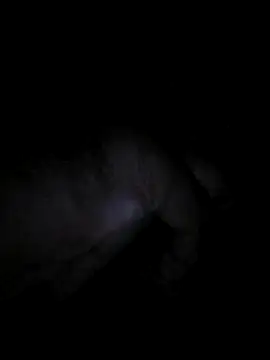 bong crave online show from November 2, 6:35 pm