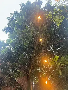 Snapshot of aurora_coldd chatting on October 27, 10:22 pm aurora coldd online show from October 27, 10:22 pm