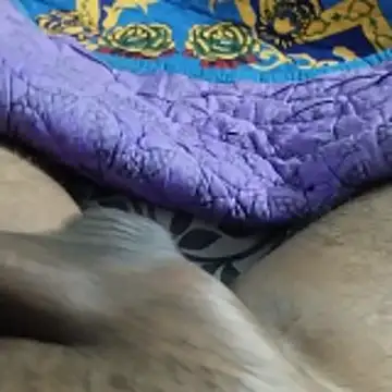 Snapshot of desi_pb02 chatting on November 22, 7:24 pm desi pb02 online show from November 22, 7:24 pm