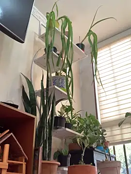 NatashaRex online show from February 25, 8:19 pm