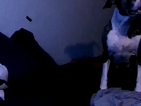 PornStro921 online show from October 2, 11:19 pm