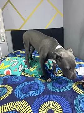 angellicaa  online show from March 7, 2:11 pm