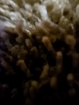 daaarin44 online show from November 1, 5:36 am