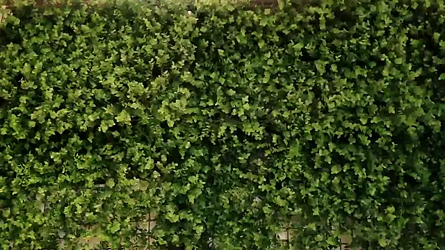  little blake online show from October 16, 10:01 am