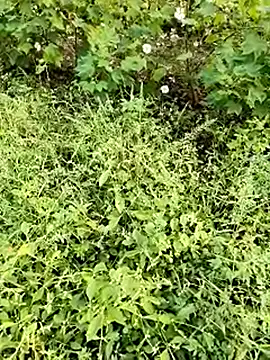 himvilohi08 online show from October 23, 11:42 am