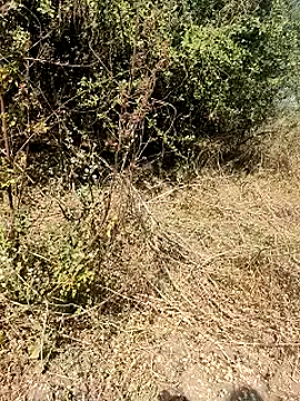 himvilohi08 online show from March 26, 5:06 am