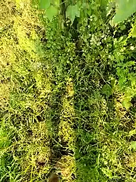 himvilohi08 online show from January 13, 4:38 am