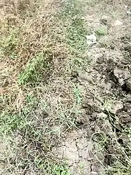 himvilohi08 online show from January 9, 4:08 am