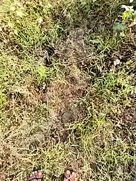 himvilohi08 online show from January 8, 4:07 am