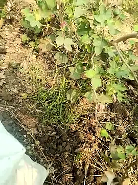 himvilohi08 online show from February 5, 4:41 am