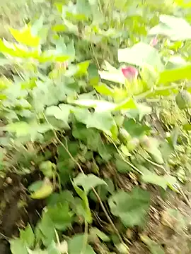 himvilohi08 online show from October 16, 3:37 am