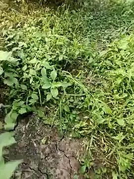 himvilohi08 online show from October 19, 11:57 am