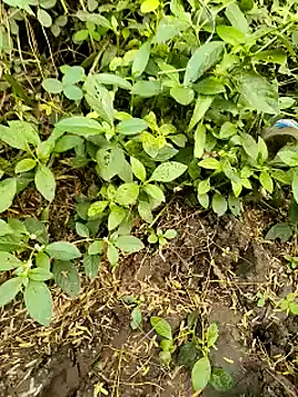 himvilohi08 online show from October 20, 11:22 am