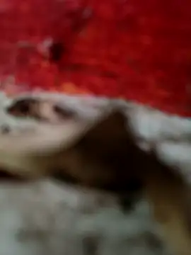 himvilohi08 online show from October 18, 12:51 pm