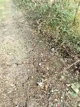 himvilohi08 online show from February 13, 11:32 am