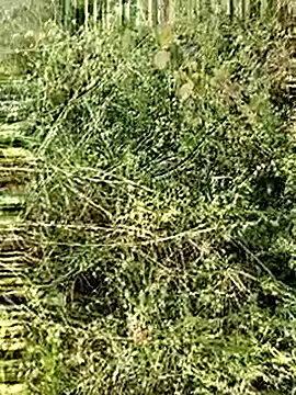 himvilohi08 online show from December 4, 2:43 am