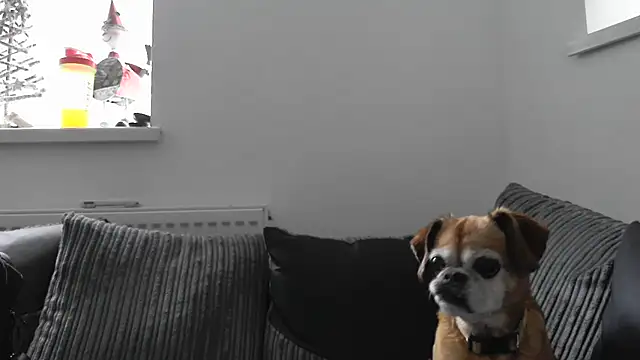 Sizzling Indie36 online show from November 26, 12:38 pm